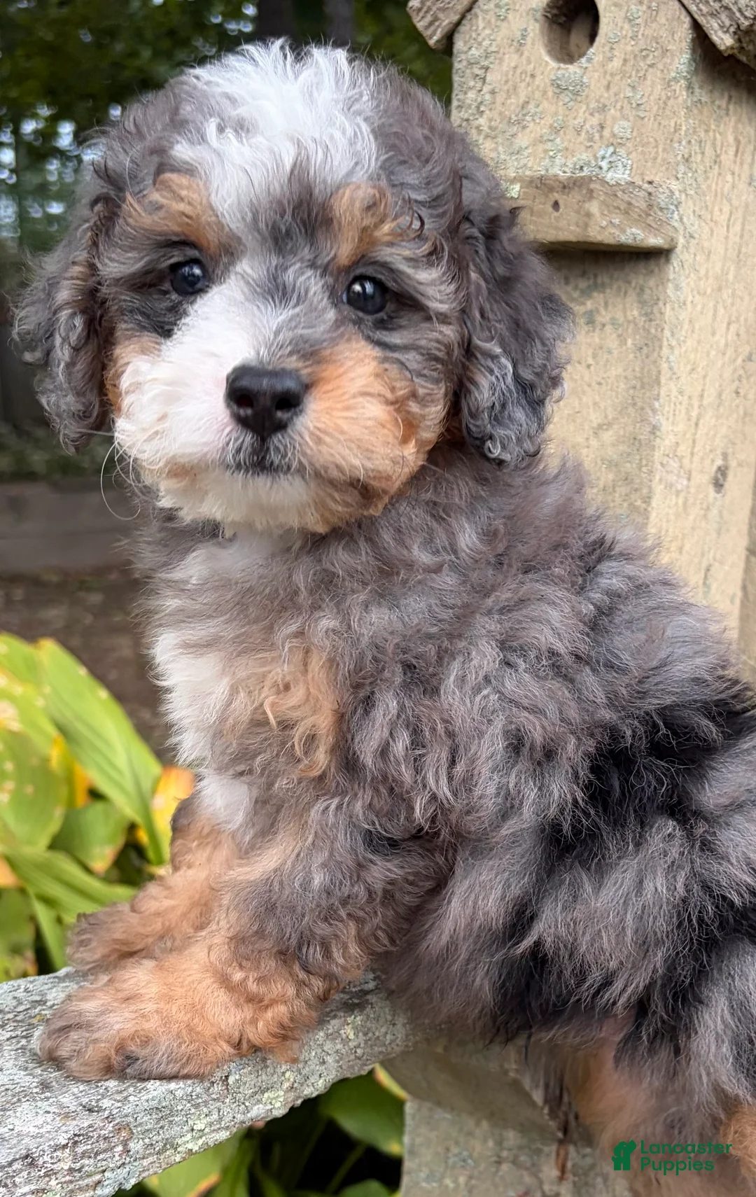 Mini Bernedoodle dogs for sale: 💙IN BOSTON MASSACHUSETTS AREA💙TINY BLUE MERLE TRI COLOR💙MINI BERNEDOODLE BOY💙 - Ad 10