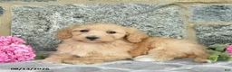 Maltipoo dogs for sale: Ember  - Ad 4