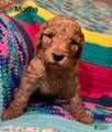 Goldendoodle dogs Mocha - Ad 1