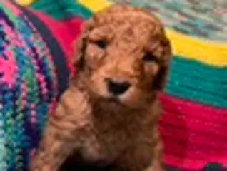 Goldendoodle dogs Mocha - Ad 1