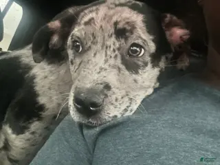 Mixed Breed dogs Mixed Breed Puppy 1 - Ad 40