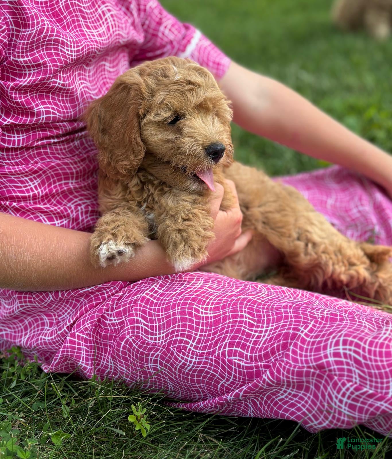 Cavapoo dogs Clover - Ad 2