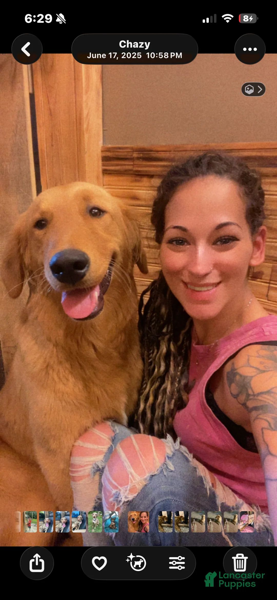 Mixed Breed dogs for sale: Rapunzel - Ad 9