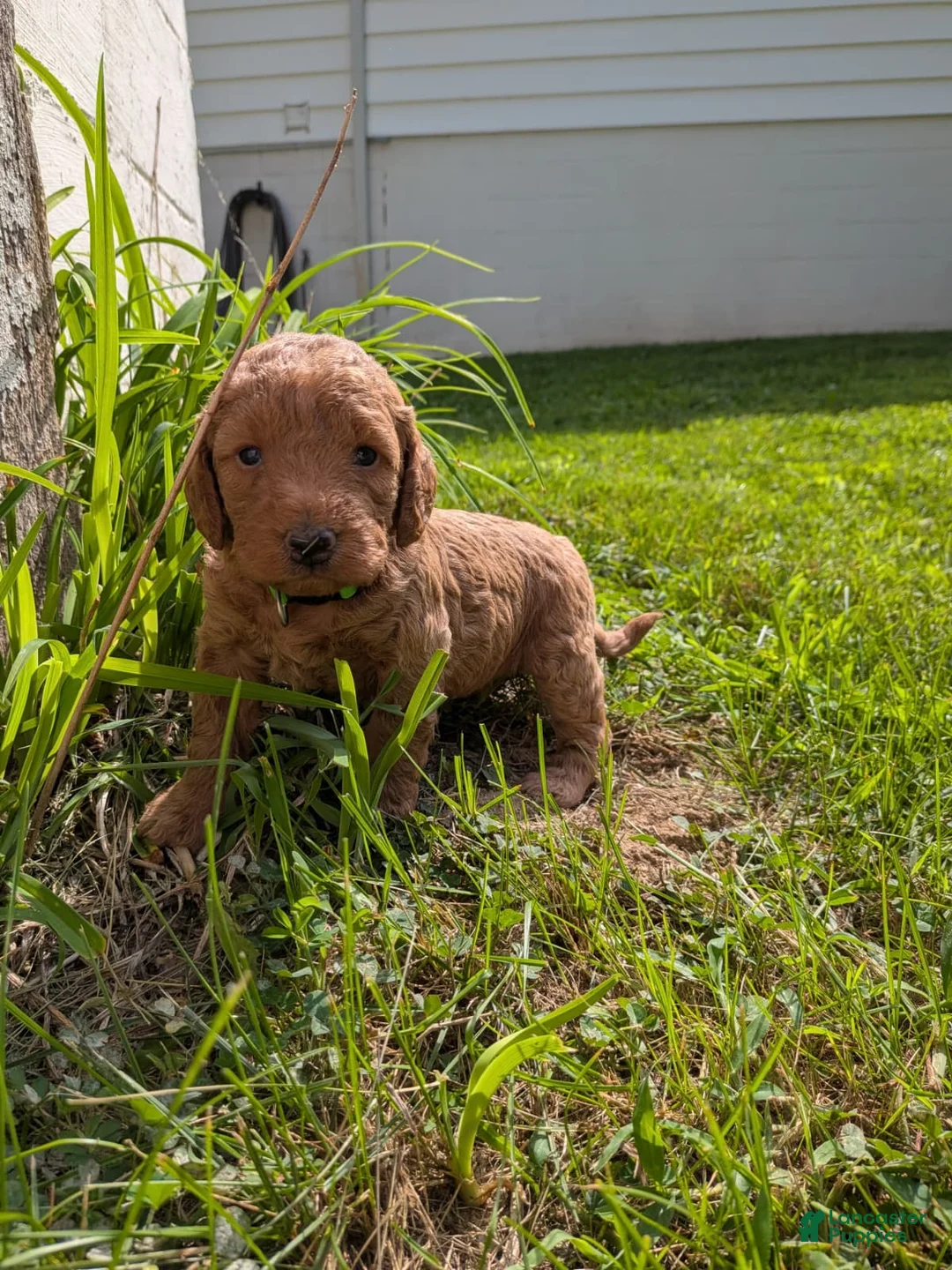Miniature Labradoodle dogs for sale: Frank - Ad 2