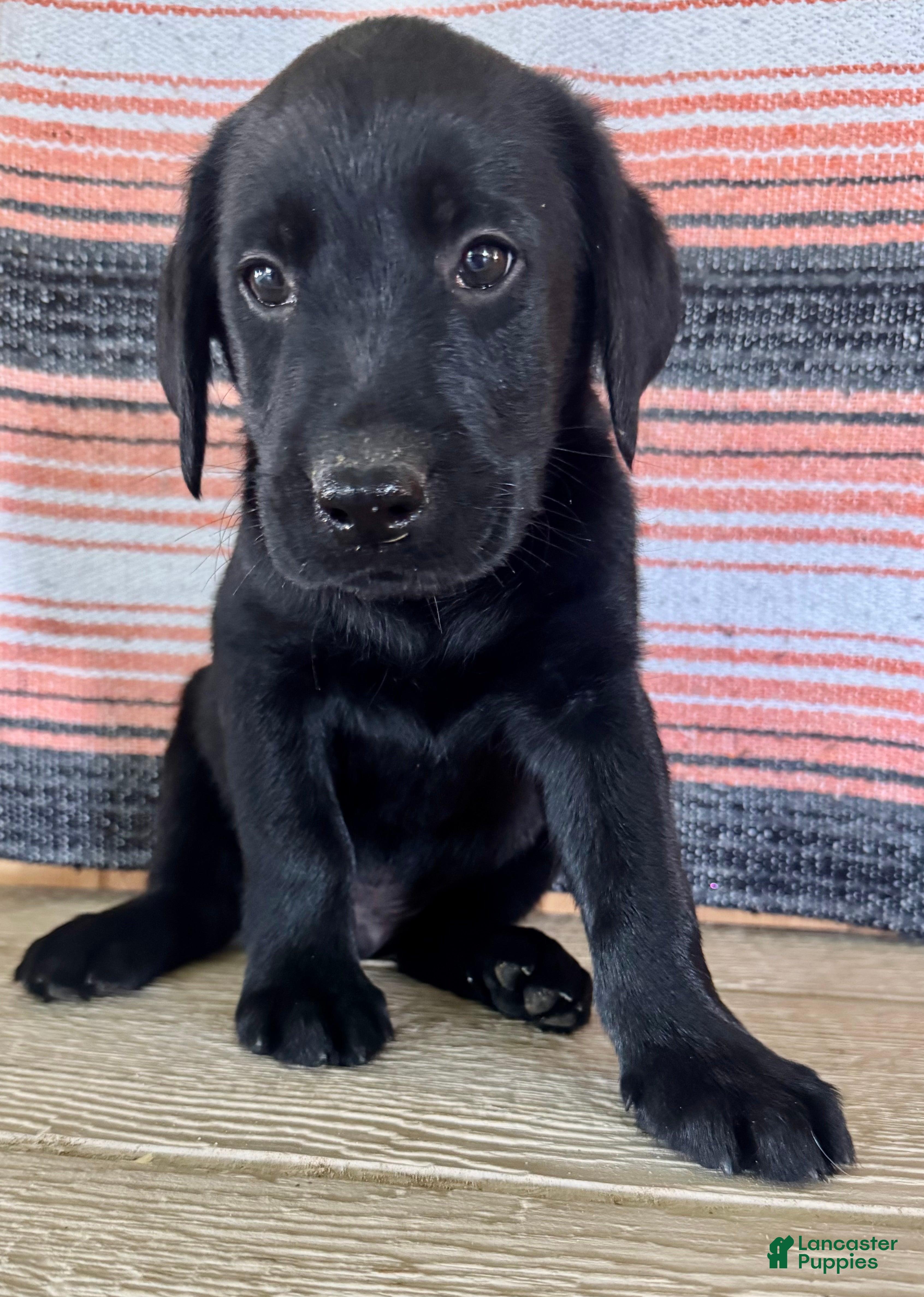 Labrador Retriever dogs Ricky  - Ad 1
