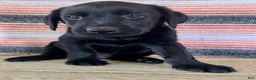Labrador Retriever dogs for sale: Ricky  - Ad 1