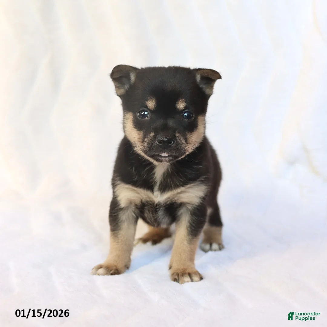 Mixed Breed dogs for sale: Kira - Ad 6