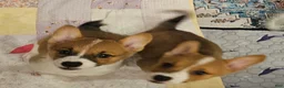 Mixed Breed dogs for sale: Callisto - Ad 15
