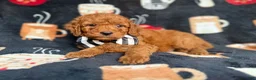 Cockapoo dogs for sale: Maverick - Ad 7