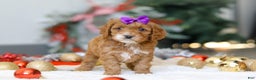 Cockapoo dogs for sale: Violet - Ad 2