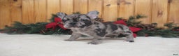 French Bulldog dogs for sale: AKC Delight - Ad 3