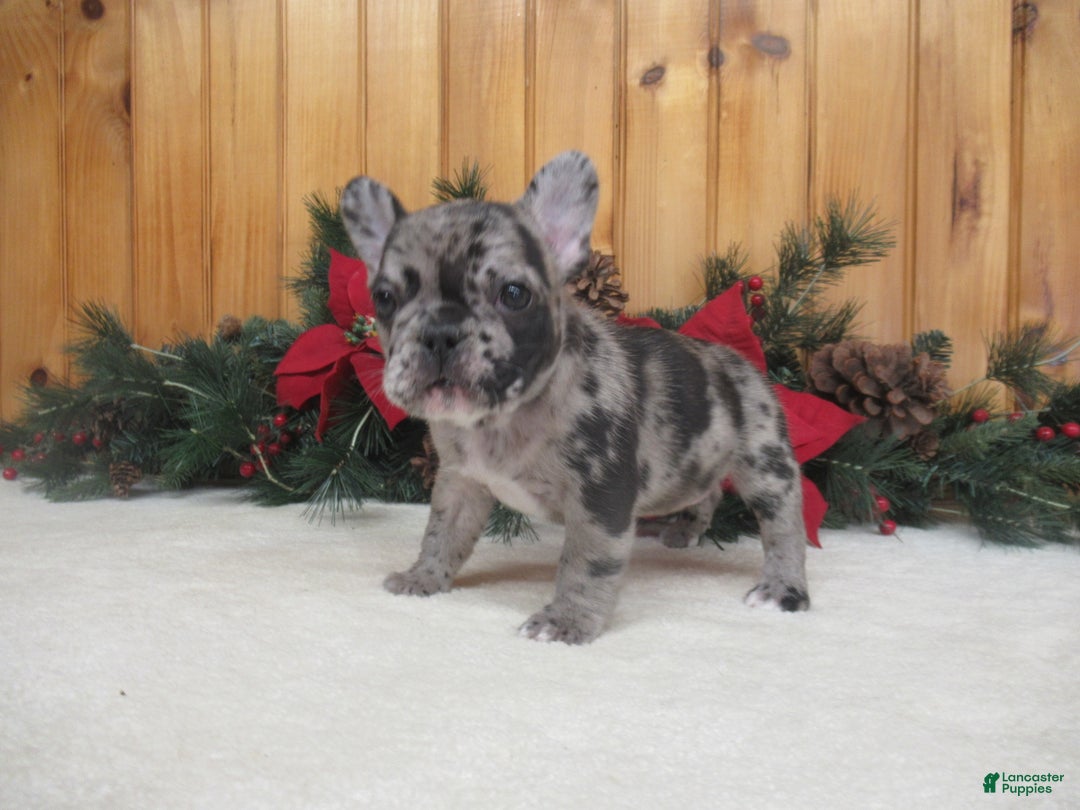 French Bulldog dogs for sale: AKC Delight - Ad 3