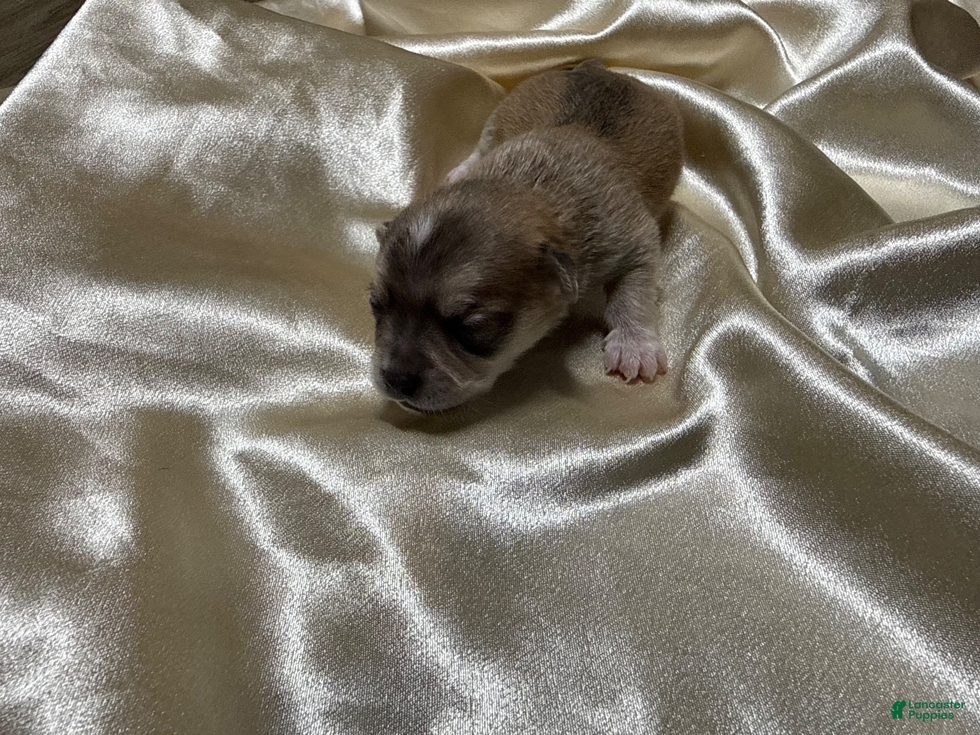 Chihuahua dogs for sale: Multi Colored Male - Ad 32