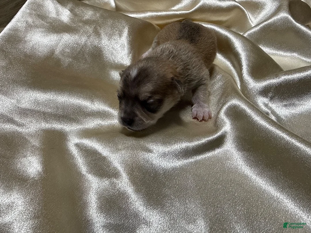 Chihuahua dogs for sale: Multi Colored Male - Ad 1