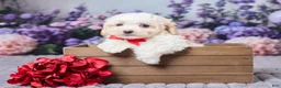 Maltipoo dogs for sale: Cody - Ad 1