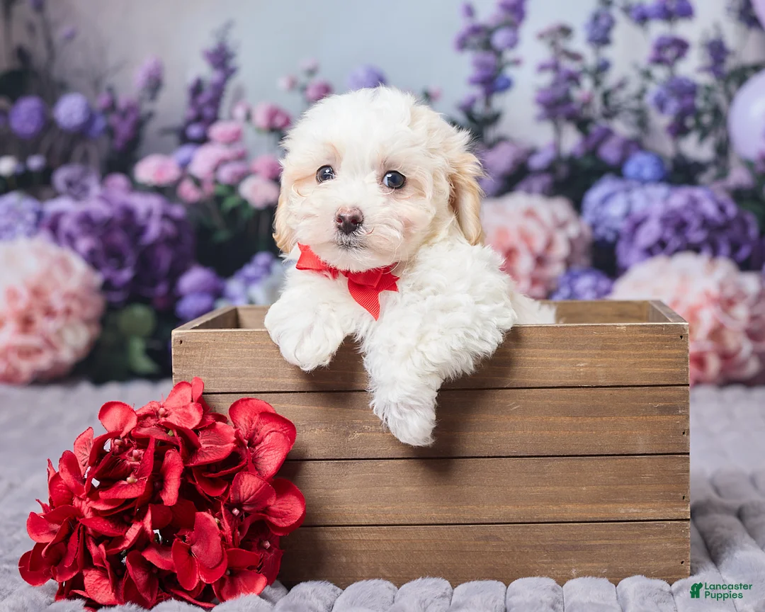 Maltipoo dogs for sale: Cody - Ad 1