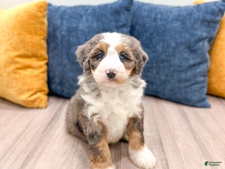 Mini Bernedoodle dogs Dixie - Ad 28
