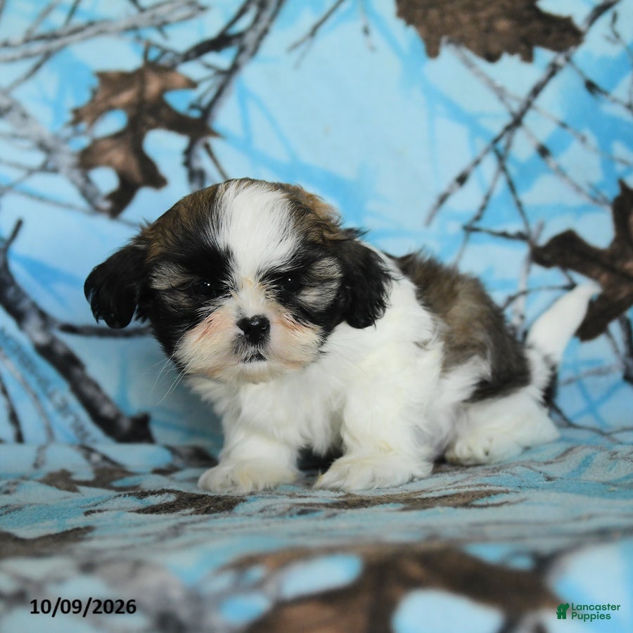 Shih Tzu dogs for sale: Toto - Ad 2