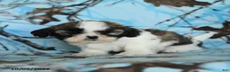 Shih Tzu dogs for sale: Toto - Ad 4