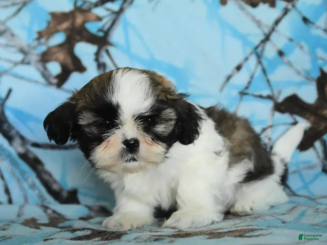 Shih Tzu dogs for sale: Toto - Ad 2