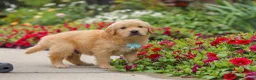 Golden Retriever dogs for sale: Banjo - Ad 3