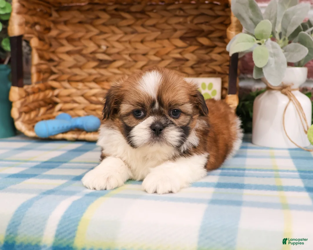 Shih Tzu dogs for sale: Flash  - Ad 2