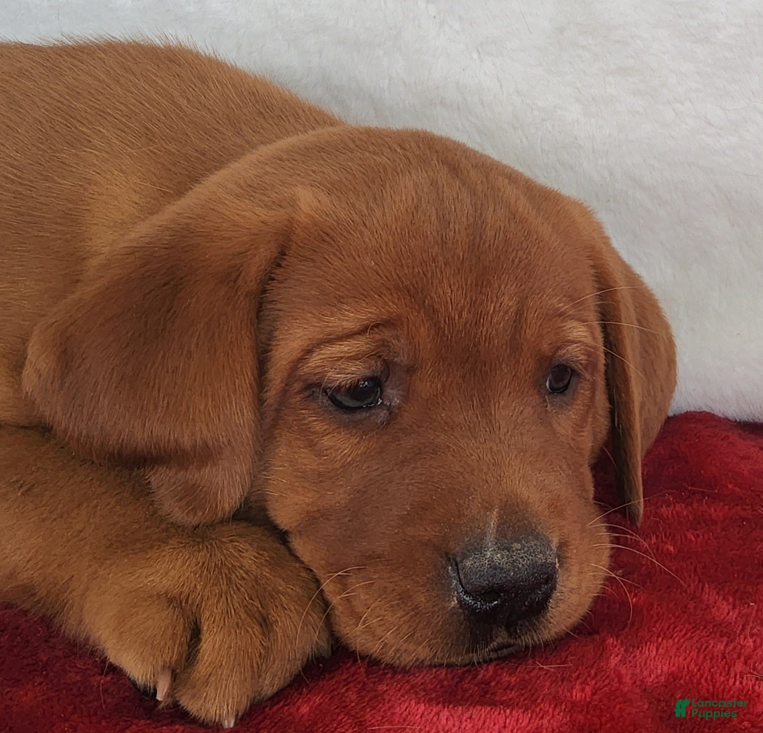 Labrador Retriever dogs for sale: Rusty - Ad 1