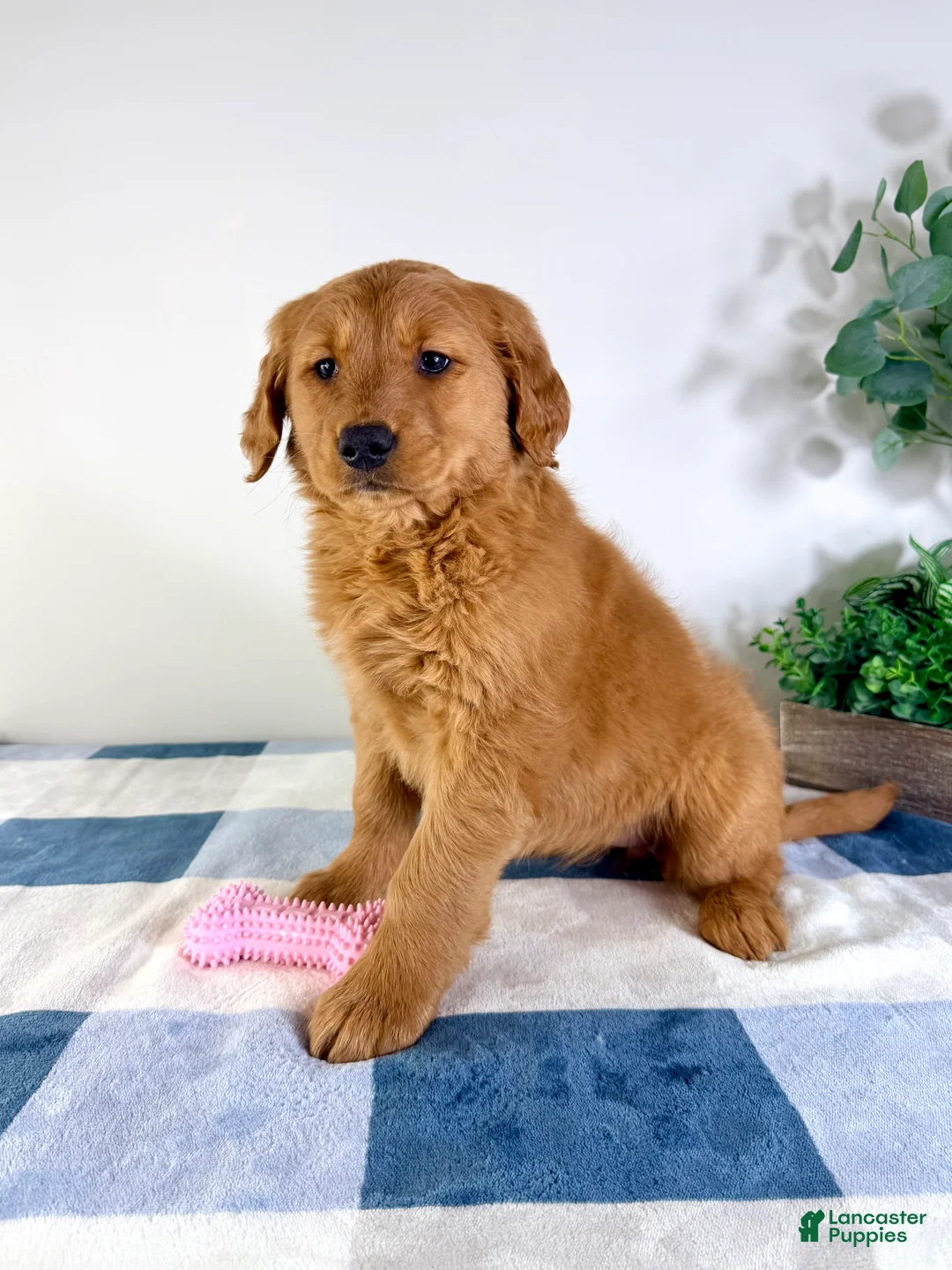 Golden Retriever dogs for sale: Ginger - Ad 4