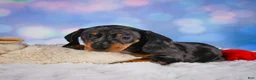 Miniature Dachshund dogs for sale: Clovas - Ad 6