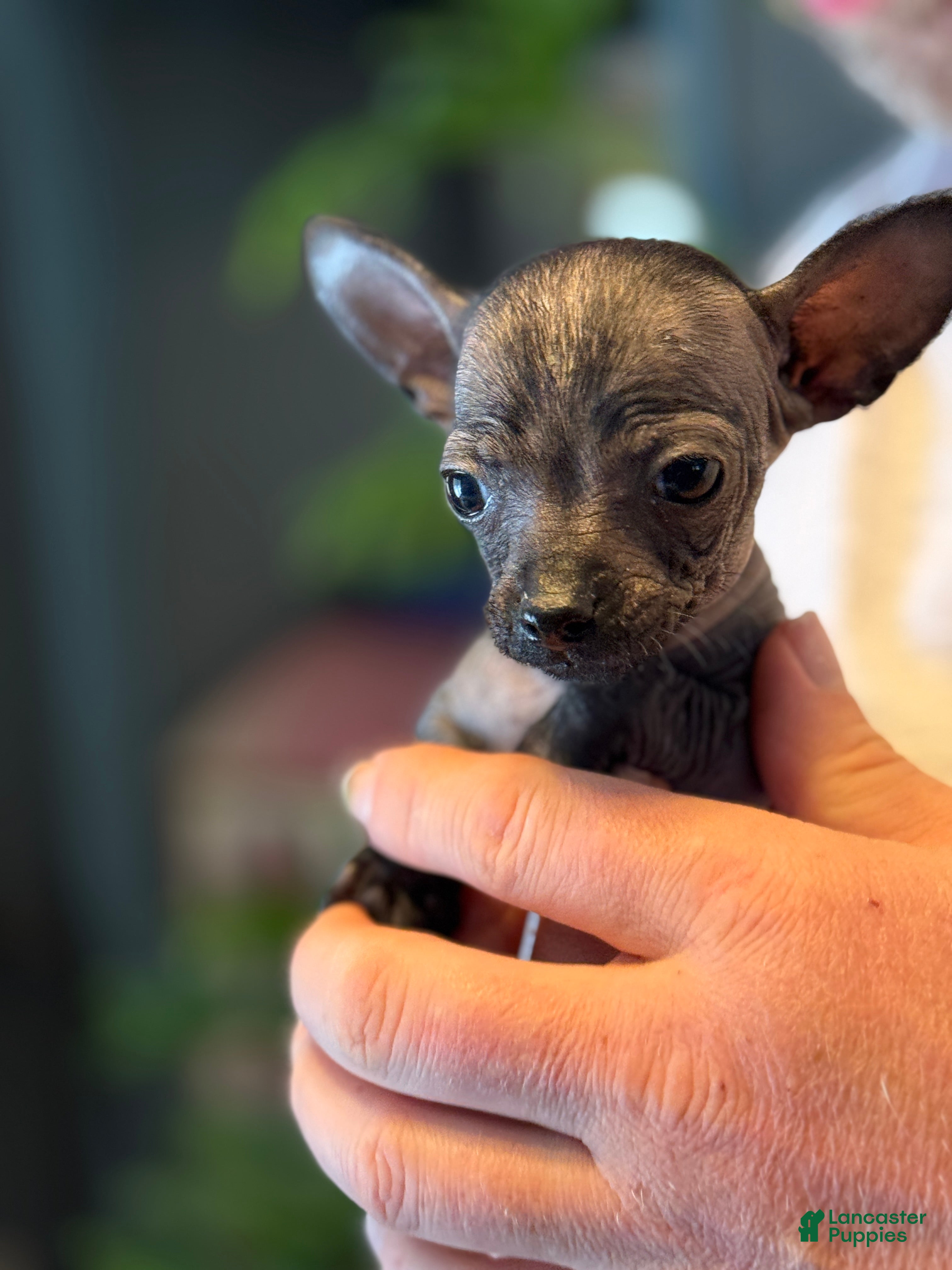 Mixed Breed dogs Gracioso - Ad 2