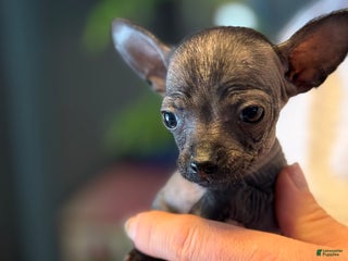 Mixed Breed dogs Gracioso - Ad 2