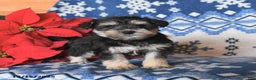 Miniature Schnauzer dogs for sale: Olivia - Ad 3