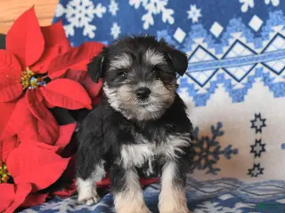 Miniature Schnauzer dogs Olivia - Ad 30