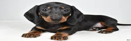 Dachshund dogs for sale: Remi - Ad 6