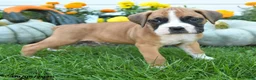 Boxer dogs for sale: Leo - Ad 2