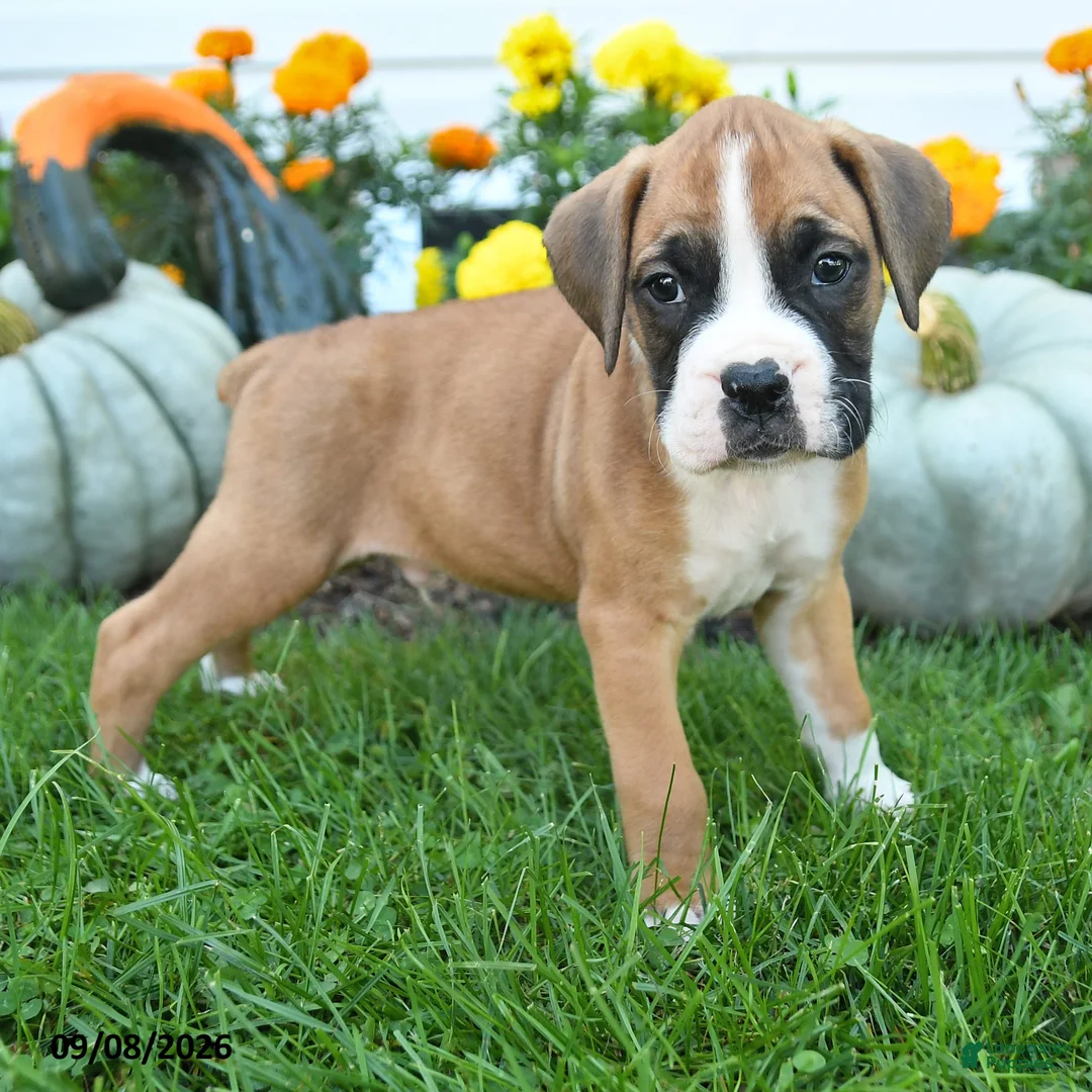 Boxer dogs for sale: Leo - Ad 2