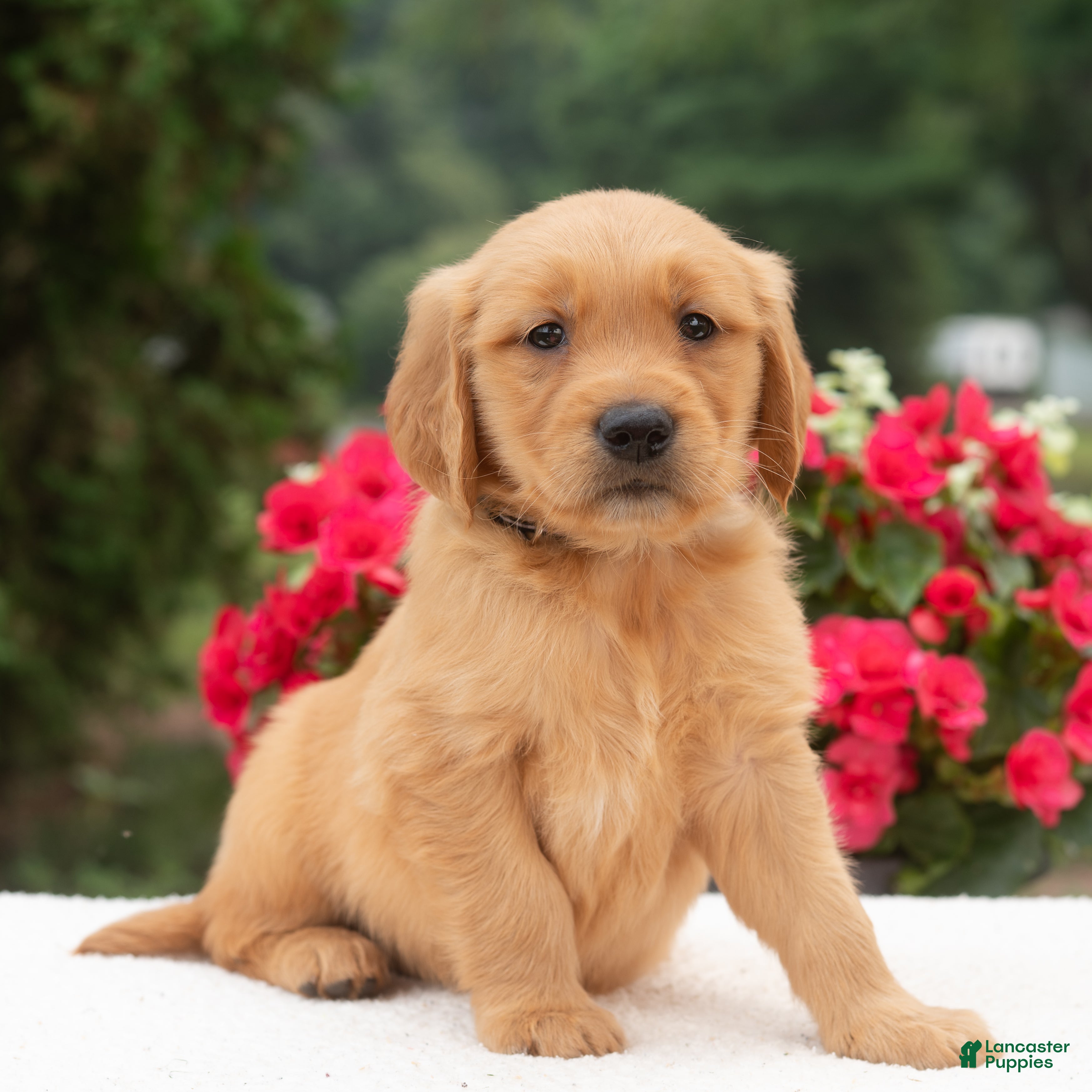 Golden Retriever dogs Kayden  - Ad 1