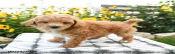 Bichpoo dogs for sale: Asher - Ad 5