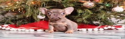 French Bulldog dogs for sale: Teacup  Lucas  - Ad 1