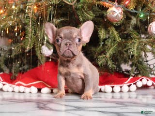 French Bulldog dogs Teacup Lucas - Ad 40