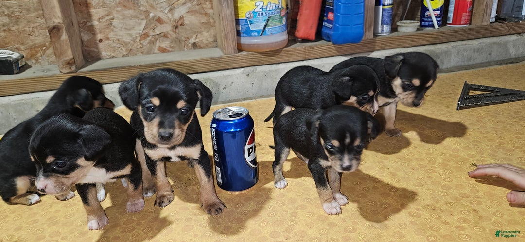 Mixed Breed dogs for sale: Bella  - Ad 12