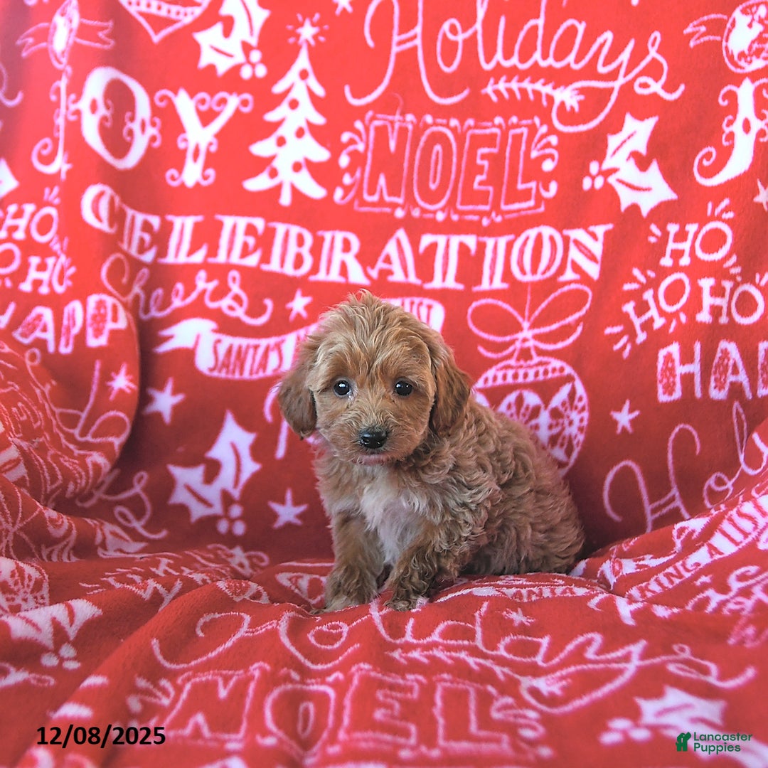 Mini Goldendoodle dogs for sale: Angel - Ad 2