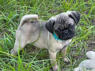 Pug dogs for sale: Luna - Ad 2