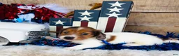 Miniature Dachshund dogs for sale: Jim Beam (Longhair) - Ad 8
