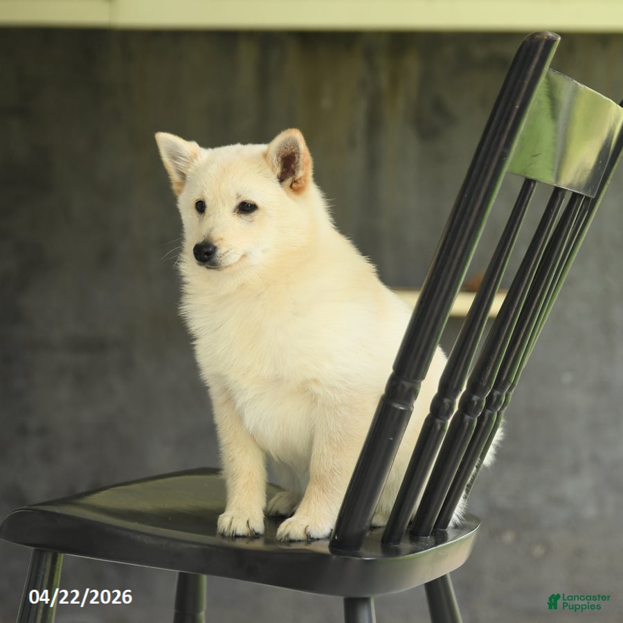 Schipperke dogs Fiona - Ad 1