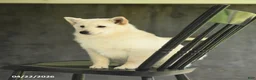Schipperke dogs for sale: Fiona - Ad 1