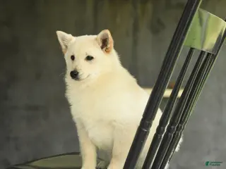 Schipperke dogs for sale: Fiona - Ad 3