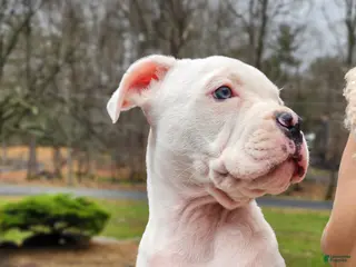 Mixed Breed dogs Snow White - Ad 8