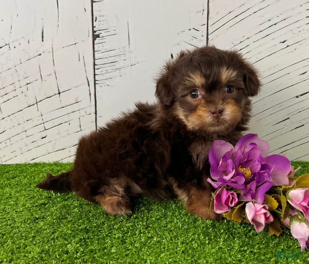 Havapoo dogs for sale: Muffin - Ad 6