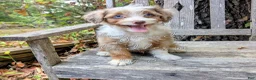 Mini Aussiedoodle dogs for sale: Russell - blue eyes  - Ad 4